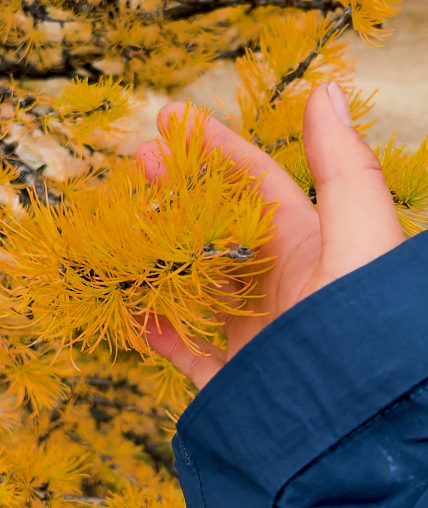 Larch season hiking near Moraine Lake
